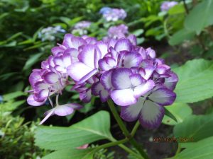明月院_紫陽花-1