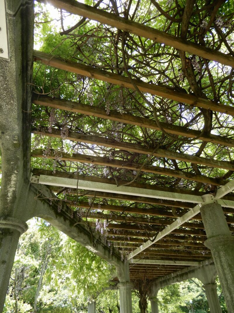 県立七沢森林公園ふじだな公園