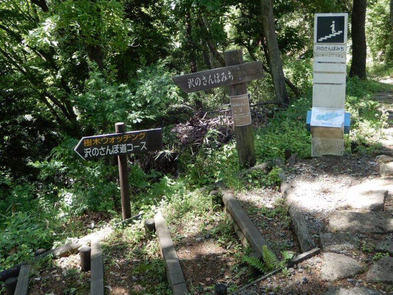 県立七沢森林公園沢のさんぽ道